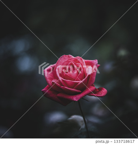 優しい光の日の秋バラ　旧古河庭園　 133718617