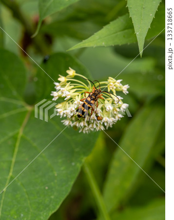 ヨツスジハナカミキリ 133718665