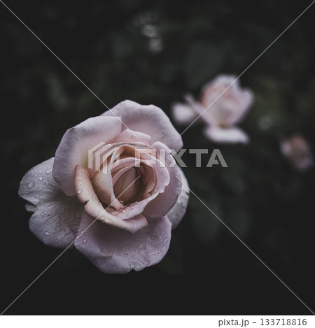 優しい光の日の秋バラ　旧古河庭園　 133718816