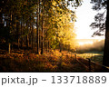 An autumn landscape scene with a hiking trail, birches, a fence, and golden morning light pouring in 133718889