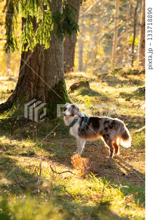 Miniature australian shepherd (red merle) standing in a green forest lit by golden sunbeams 133718890