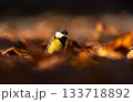 Great tit (Parus Major) seen amidst fallen leaves in golden light, foraging for grubs 133718892