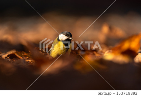 Great tit (Parus Major) seen amidst fallen leaves in golden light, foraging for grubs Great tit (Parus Major) seen amidst fallen leaves in golden light, foraging for grubs 133718892