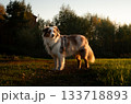 Red merle mini aussie standing in a meadow, lit by golden evening light 133718893