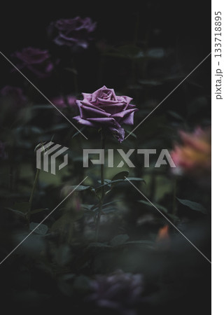 優しい光の日の秋バラ　旧古河庭園 133718895