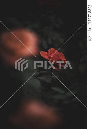 優しい光の日の秋バラ　旧古河庭園 133718898