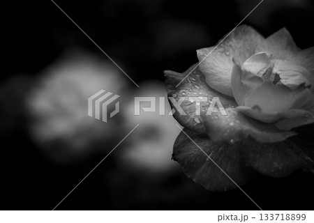 優しい光の日の秋バラ　旧古河庭園 133718899