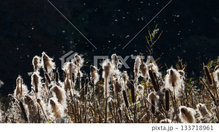 光に照らされる弾けたガマの穂 133718961
