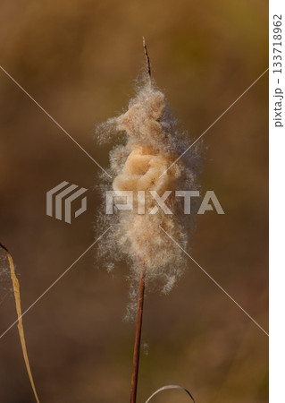 弾けたガマの穂 クローズアップ 弾けたガマの穂 クローズアップ 133718962