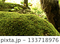 苔むした倒木と小さなキノコの森のテクスチャ 133718976