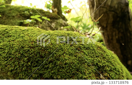 苔むした倒木と小さなキノコの森のテクスチャ 133718976