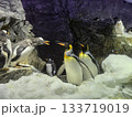 岩の上で休むペンギン 133719019