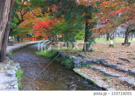 秋の上賀茂神社（渉渓園・京都市） 133719203