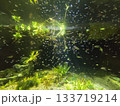 水中に泳ぐ魚 133719214