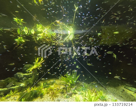 水中に泳ぐ魚 133719214