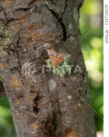 ハガタキリバ 133719229