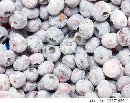 Frozen bog bilberry. 133719264