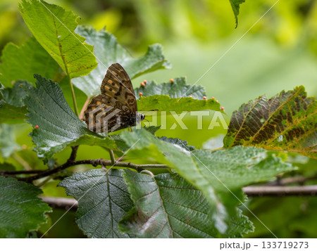 ヤマキマダラヒカゲ 133719273