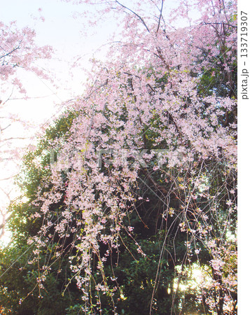 日暮れの枝垂れ桜  133719307