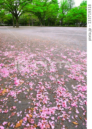 広場に八重桜の花びら散る春の公園風景 広場に八重桜の花びら散る春の公園風景 133719318