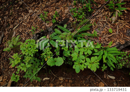 朽ちた倒木に芽吹く多様な葉 133719431