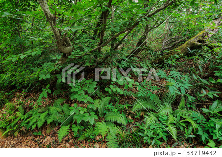 登山道脇の多様な植物 133719432
