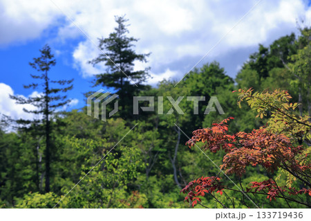 赤くなり始めた高山にある葉 赤くなり始めた高山にある葉 133719436