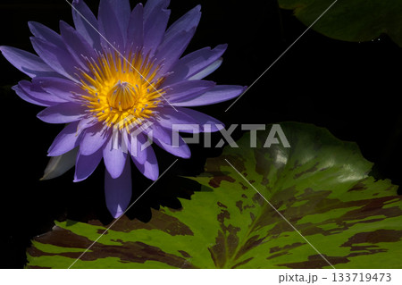 紫色の睡蓮の花 紫色の睡蓮の花 133719473