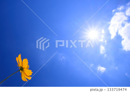 空を仰ぐポピー　 133719474