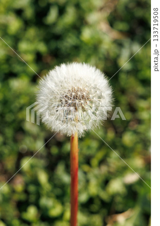 タンポポの綿毛 133719508