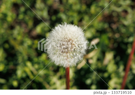 タンポポの綿毛 133719510