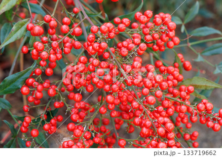 赤い南天の実 133719662