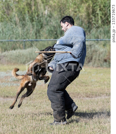 training of belgian shepherd 133719673