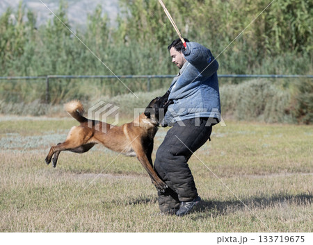 training of belgian shepherd 133719675