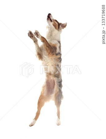 australian shepherd in studio 133719688