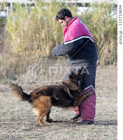 training of belgian shepherd training of belgian shepherd 133719694