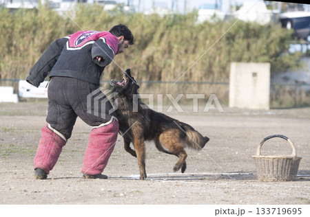 training of belgian shepherd 133719695