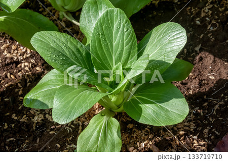 中国野菜の代表の一つチンゲンサイ、和名はタイサイ 中国野菜の代表の一つチンゲンサイ、和名はタイサイ 133719710