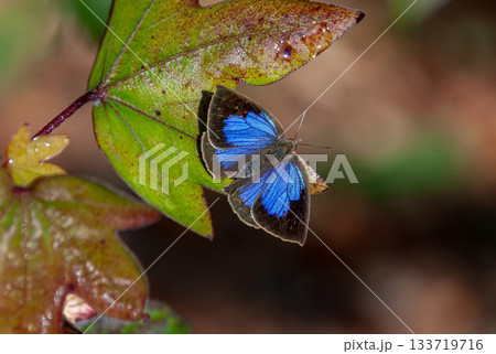 紅葉したカエデの葉の上で、朝の斜光を浴びるムラサキシジミ 133719716
