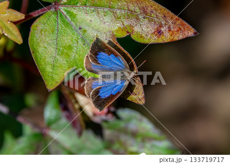 紅葉したカエデの葉の上で、朝の斜光を浴びるムラサキシジミ 133719717
