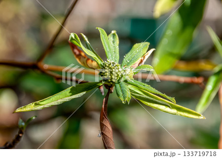 和紙や紙幣の原料になるミツマタの木【ジンチョウゲ科】 和紙や紙幣の原料になるミツマタの木【ジンチョウゲ科】 133719718