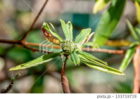 和紙や紙幣の原料になるミツマタの木【ジンチョウゲ科】 133719719