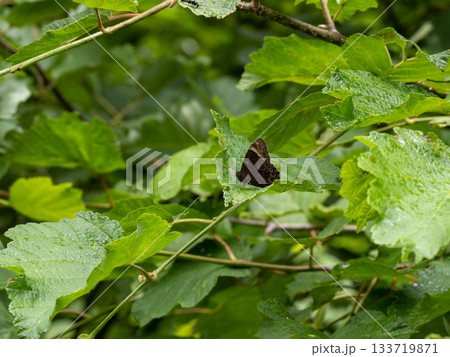 クロヒカゲ クロヒカゲ 133719871