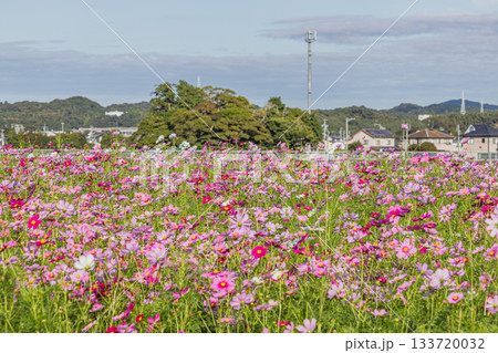 袋井市のコスモス畑の風景(静岡県) 133720032
