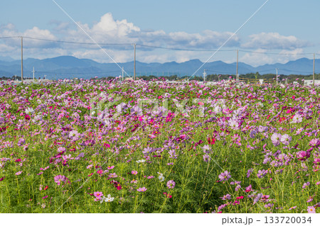 袋井市のコスモス畑の風景(静岡県) 133720034