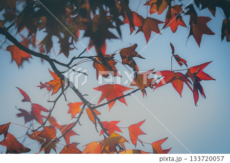 紅葉した葉 紅葉した葉 133720057