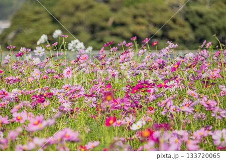 袋井市のコスモス畑の風景(静岡県) 133720065