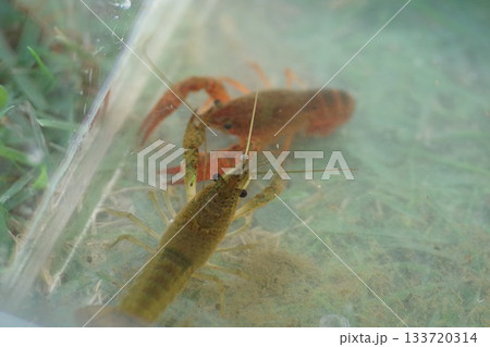 ザリガニ釣り_水槽の中で向かい合うザリガニ達 ザリガニ釣り_水槽の中で向かい合うザリガニ達 133720314