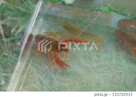 ザリガニ釣り_水槽の中にいるザリガニ達 ザリガニ釣り_水槽の中にいるザリガニ達 133720315