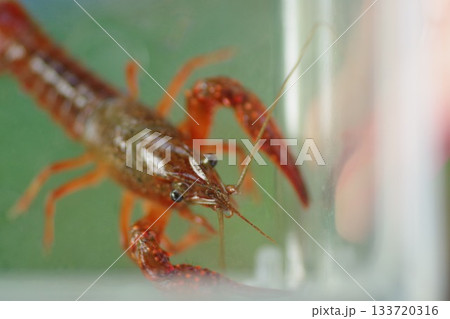 ザリガニ釣り_ザリガニの接写 133720316